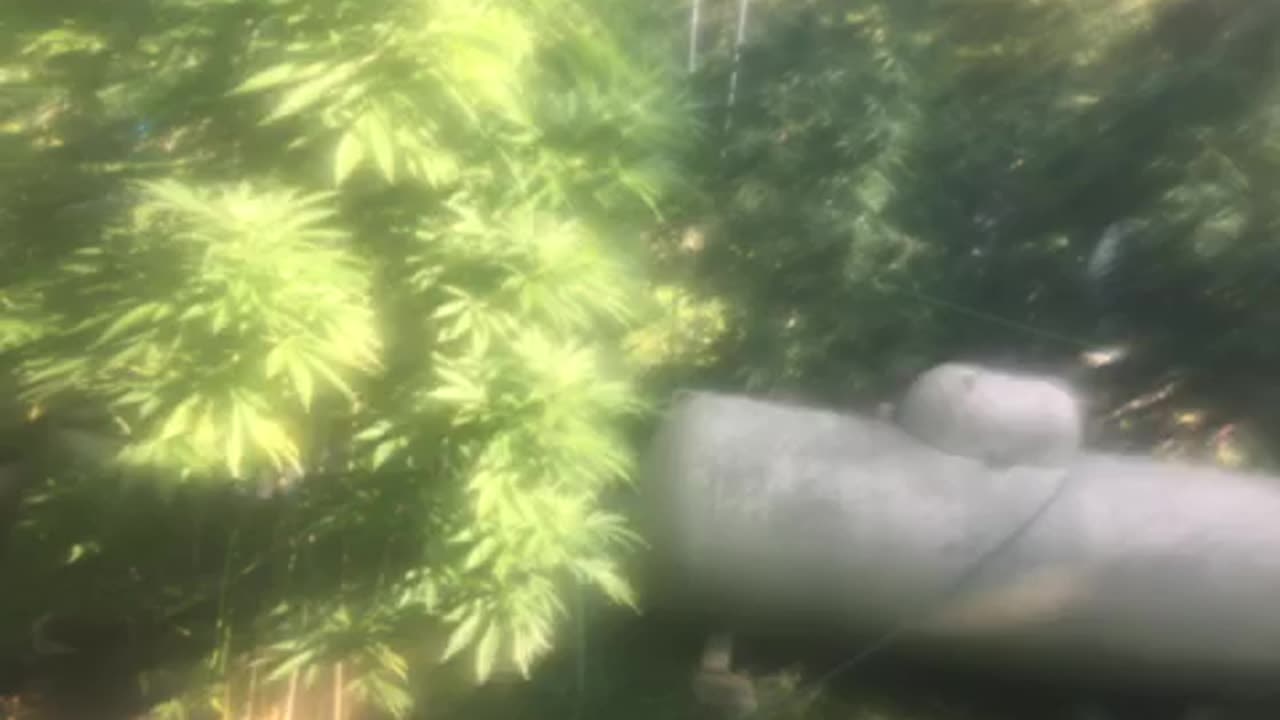 Today: 46 joe Biden second impeachment in two years Hunter Biden occurances begins p 2