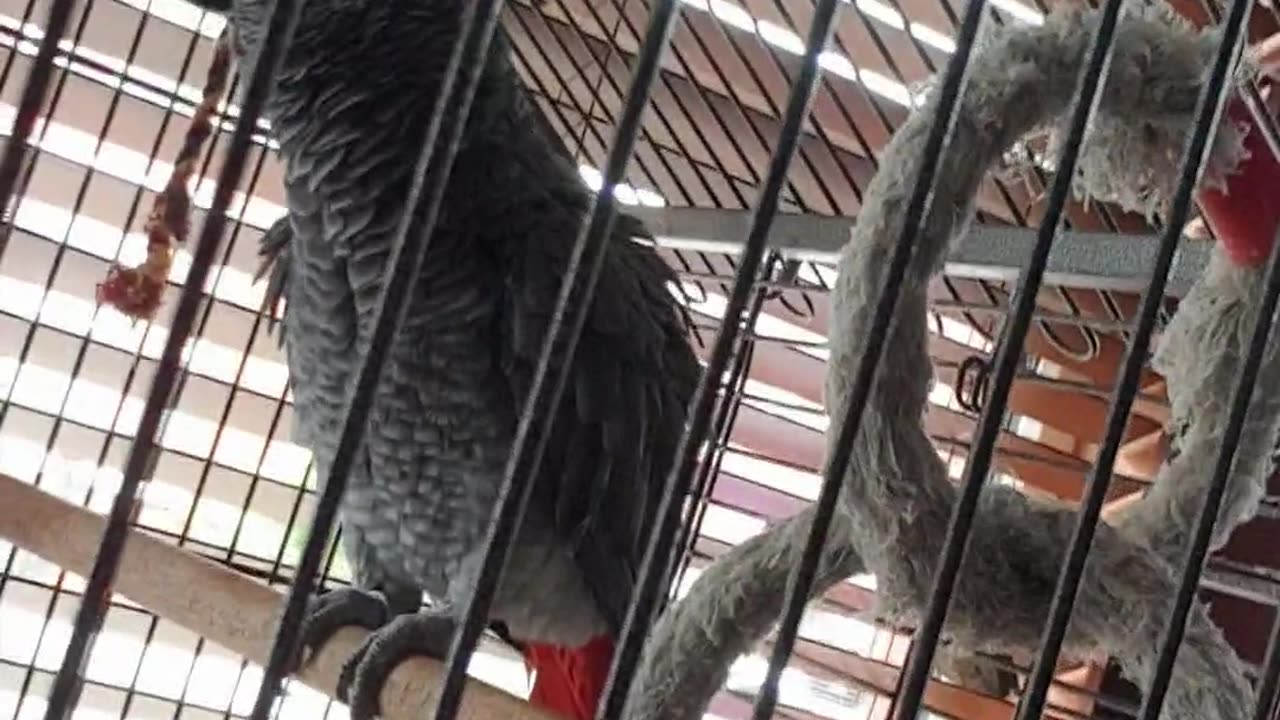 DJ Bubbles The Beatboxing African Grey