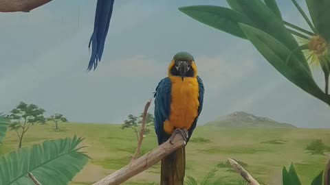 giant parrot