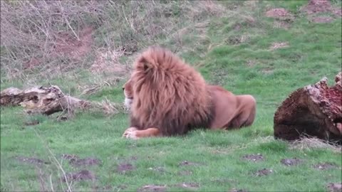 Lions in Africa