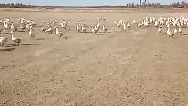 geese swans
