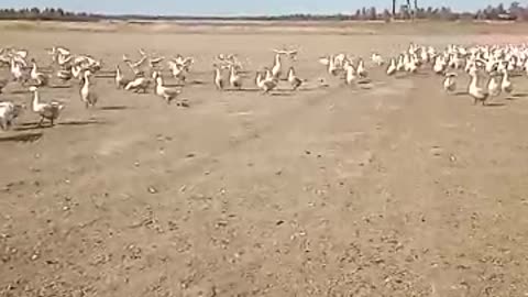 geese swans