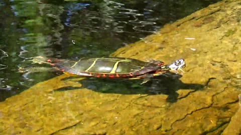 Painted Turtle