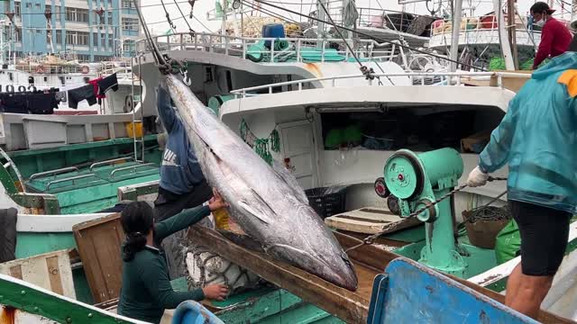 Oversized bluefin tuna towed ashore