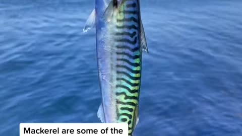 Mackerel are some of the most beautiful fish