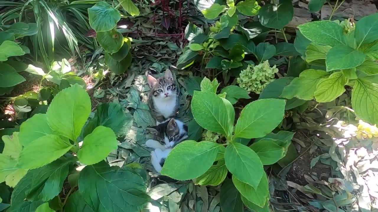 Cute kittens are wrestling among the plants in my garden