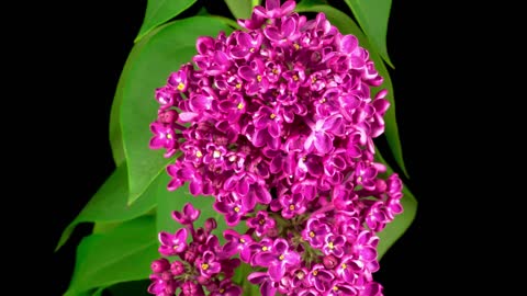 Beautiful Time Lapse of Opening Violet Flower of Lilac on a Black Background