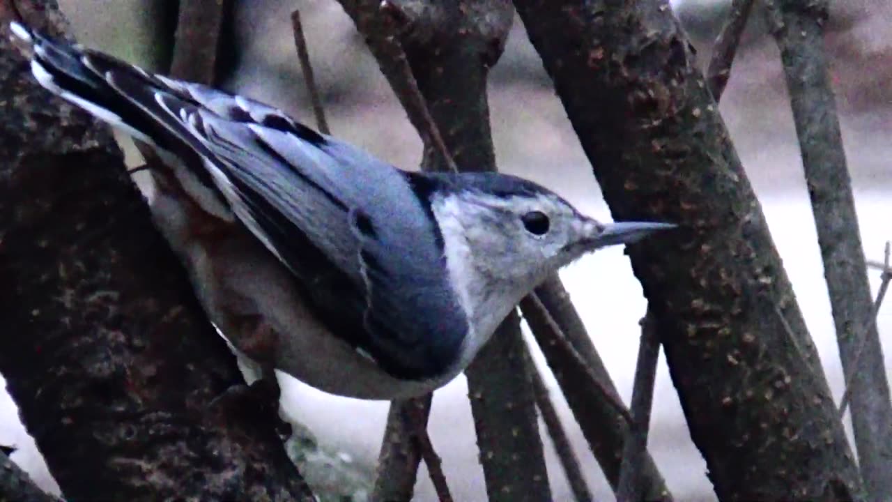 Nuthatch