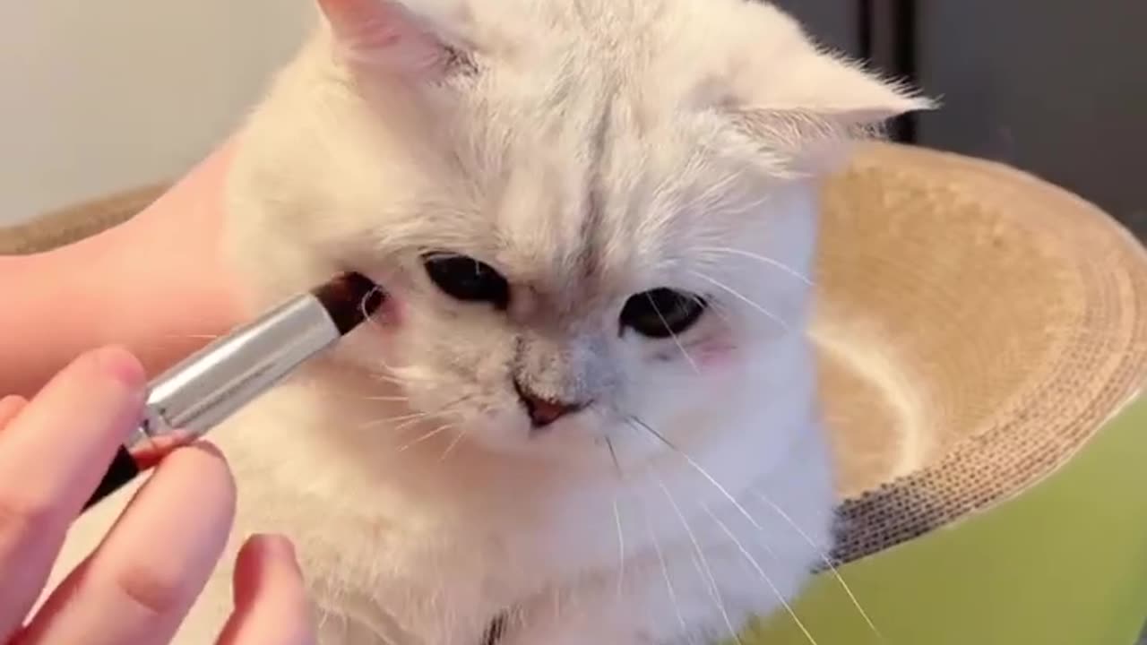 Funny 🤣 cat 🐈 video | it's very pretty 🐈