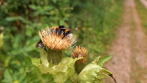 A view of a wasp sucking nectar from a flower..🐝🐝🐝