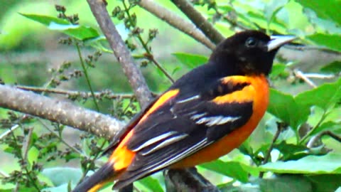 Oriole