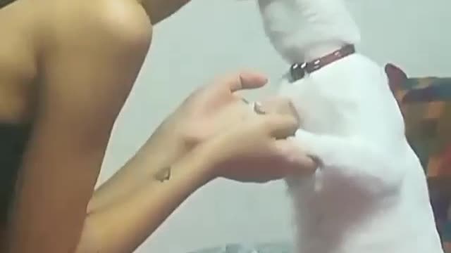 Cat Funny Videos...( cute ❤️😂🔥) #catlove#love