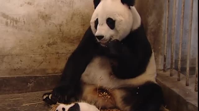 Baby panda sneezes, scares mom!