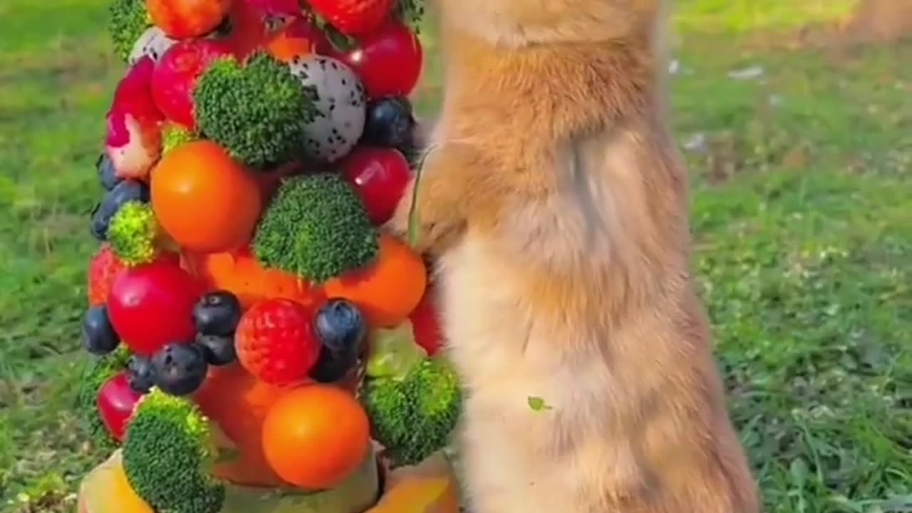 Cute strawberry eating rabbit . A beautiful moment 🤩🤩