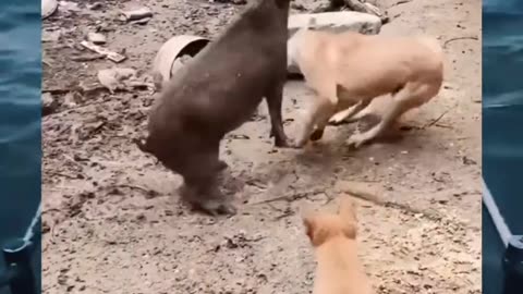 Funny video