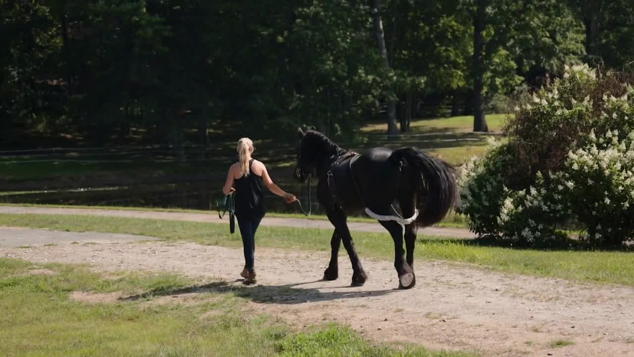 Young woman leads black horse down a gravel road at an idyllic equestrian center