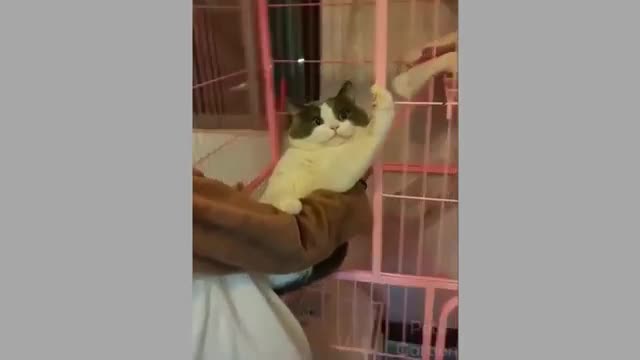 Best funny and cute animal compilation part 7
