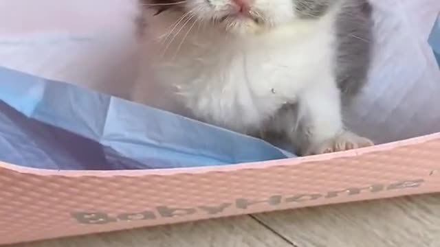 OMG So Cute Cats ♥ Best Funny Cat ❤️🐈Videos 2021 #shorts