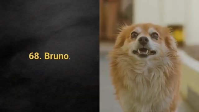 TOP 100 Best Dog Names Ideas