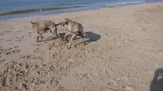 Weimaraner play at the beach