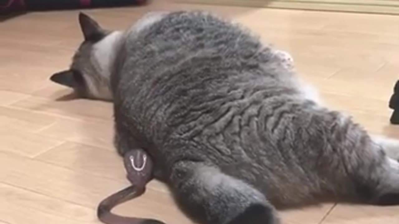I surprise my cat