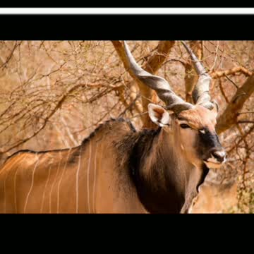 Did You Know? The Giant Eland || FACTS || TRIVIA