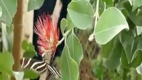 Most Beautiful Birds in the World