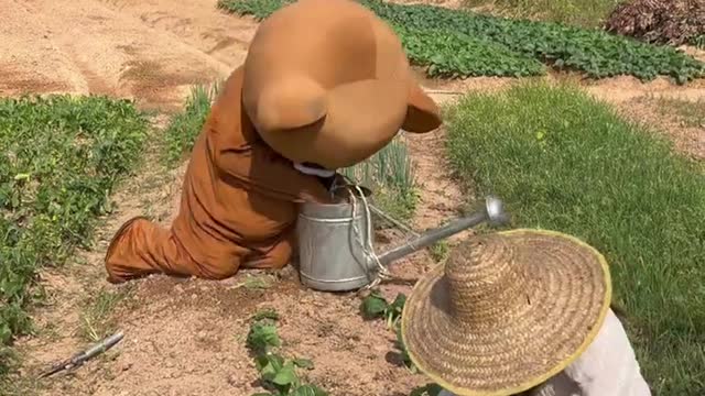 Bunny funny video