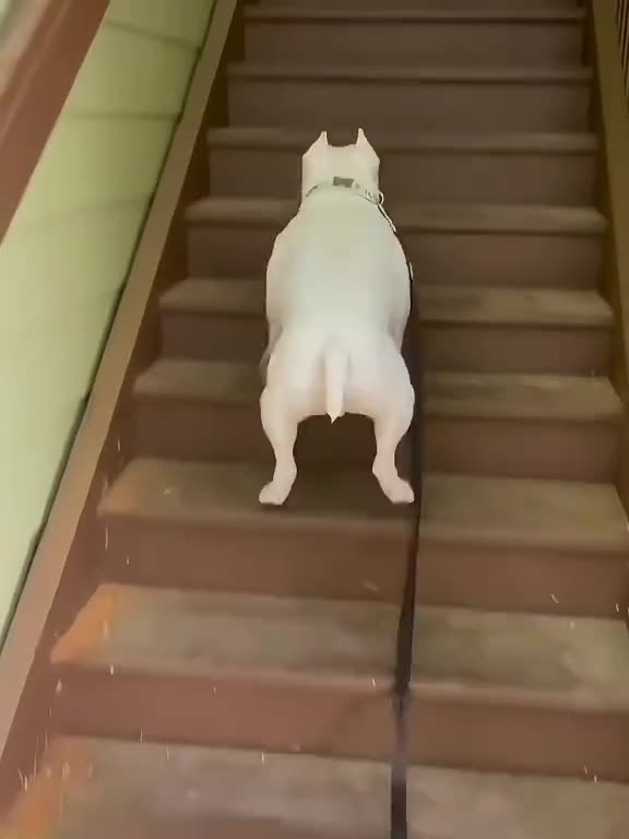 Dogs are awesome 😂😂😂