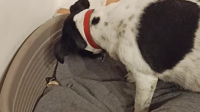 Silly Dog Thinks She's Burying Her Food In Her Bed