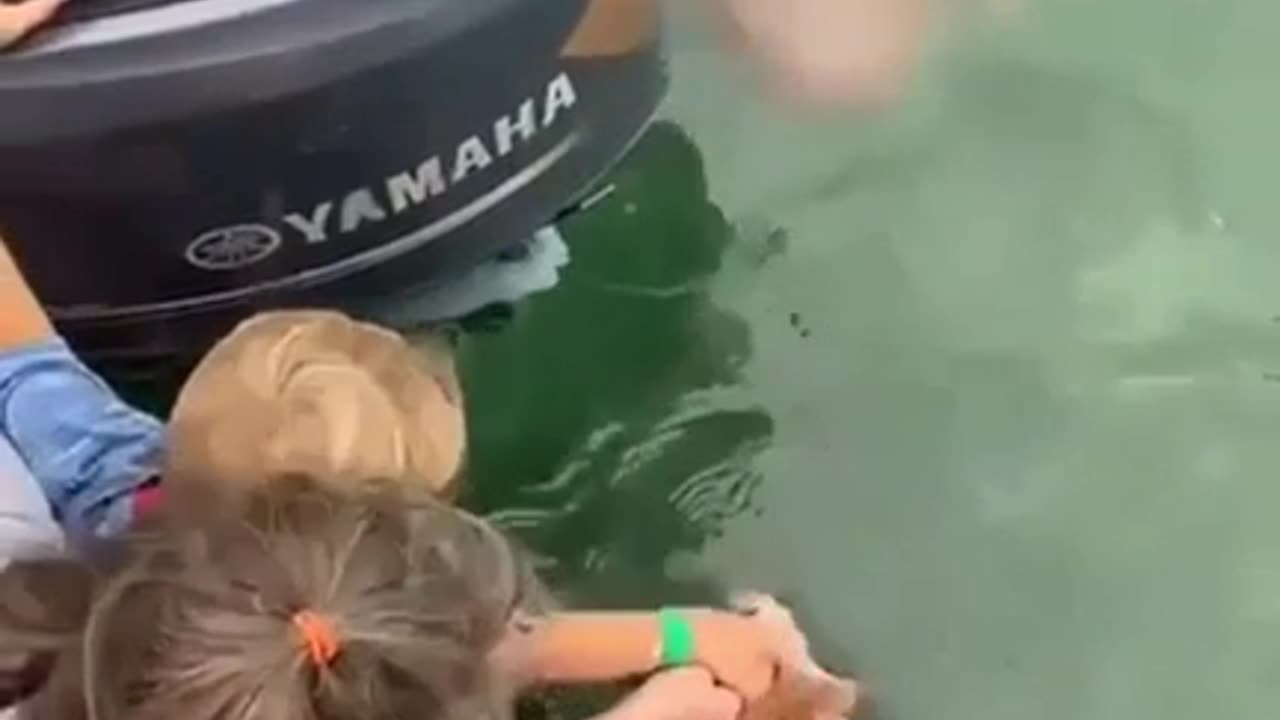 Feeding sharks with your toddler seems like a bad idea.