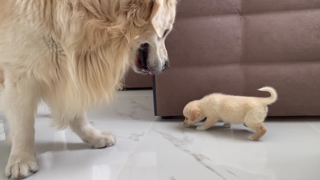 Little puppy funny cute moments 😊😁