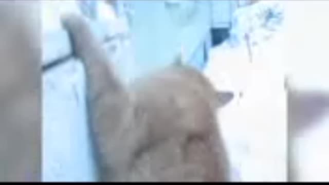 Funny funny cat funny cat/cat video funny funny cat