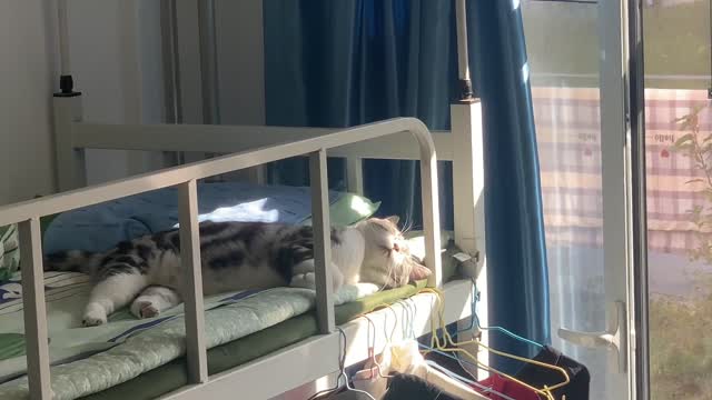 The afternoon sun shines on the cat