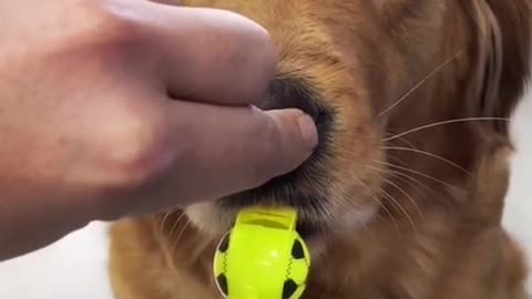 Funny Dog With Whistle