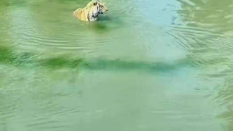 Funny tiger