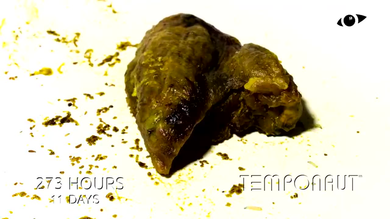 Rotting Chicken Wings Time-Lapse