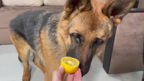 My German Shepherd Reacts to Trying Lemon!