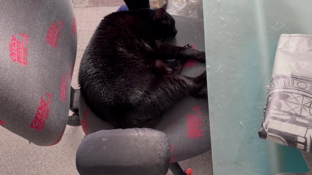 Cute Precious Piper Takes a Break at Her Desk - Adopting a Cat from a Shelter Vlog