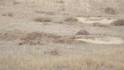 Badger vs Mule Deer