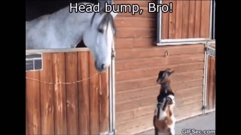 2020 Funny Animal Videos 😁 - Cutest Animals Ever