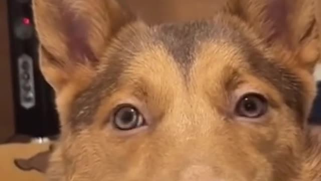 Funny dog