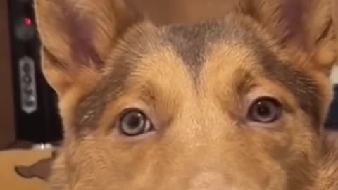 Funny dog