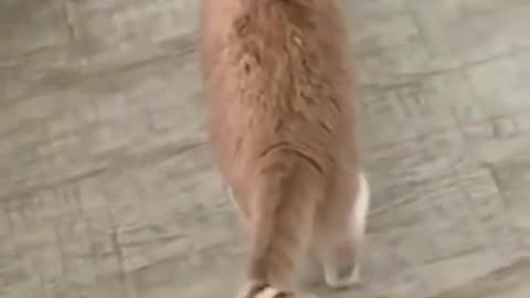 Funny cat 🐱, 🤣🤣Funny cat 🐱, 🤣🤣