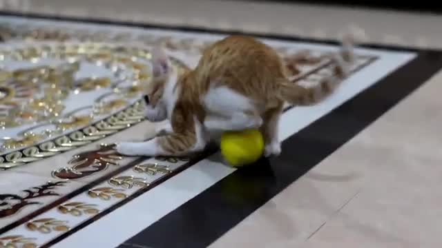 my kitten cat loves to play at home and she's good at playing