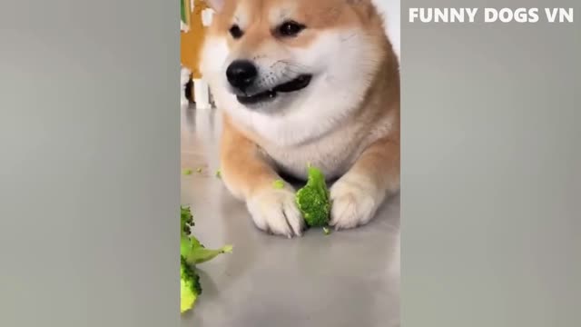 Funniest Animals Video - Funny Dogs And Cats - Try Not To Laugh Animals 2022