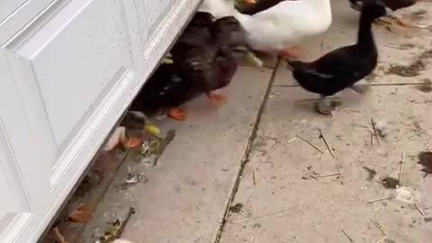 RELEASE THE QUACKKEN!!!!