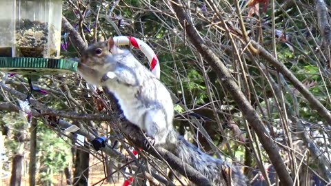 Grey Squirrel