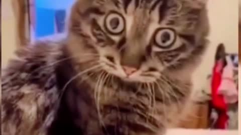 When you disturb your cat watching TV