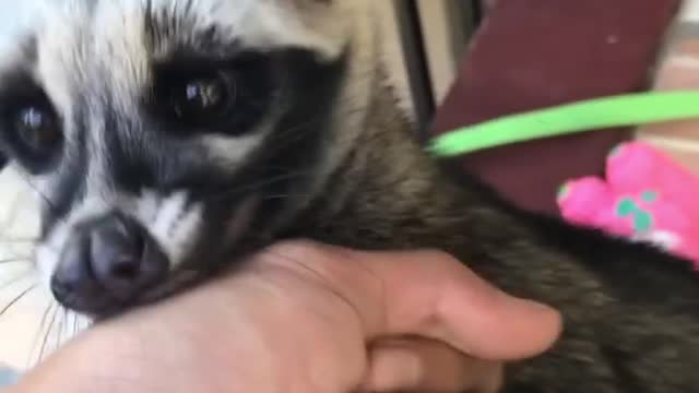 Dorable weasel mother